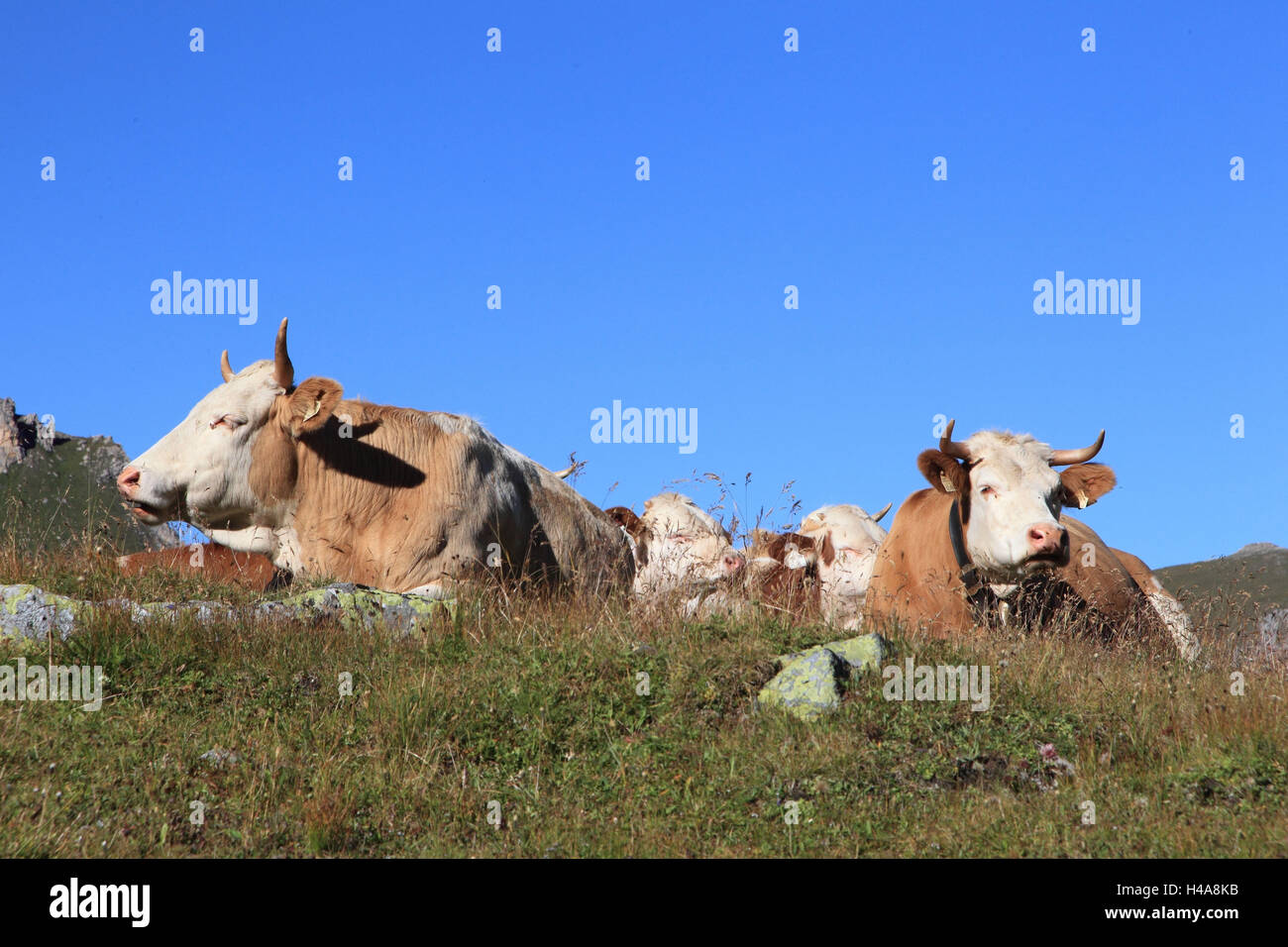 Pinzgauer cow hi-res stock photography and images - Alamy