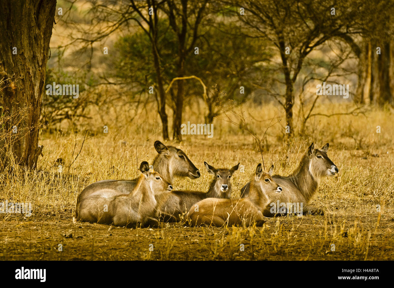 Africa, East Africa, Tanzania, Tarangire National Park, animal, Stock Photo