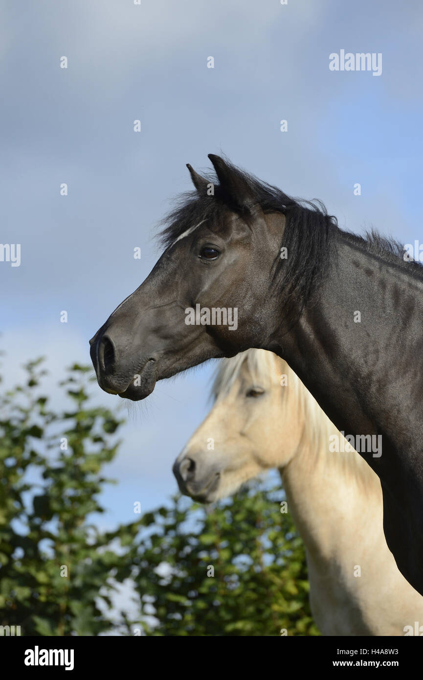 Horses, Arabo-Haflinger, Icelanders, portrait, at the side, Stock Photo