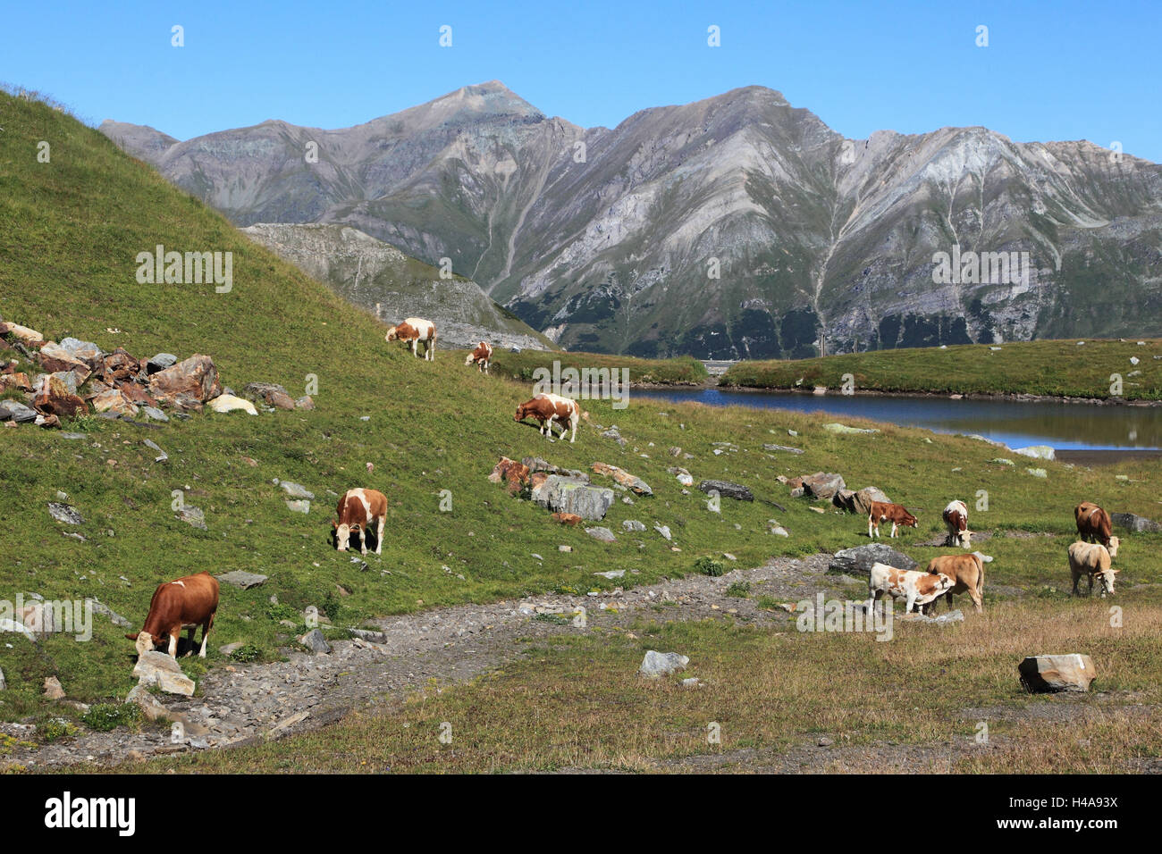 Of Pinzgauer cattles on the pasture, Stock Photo