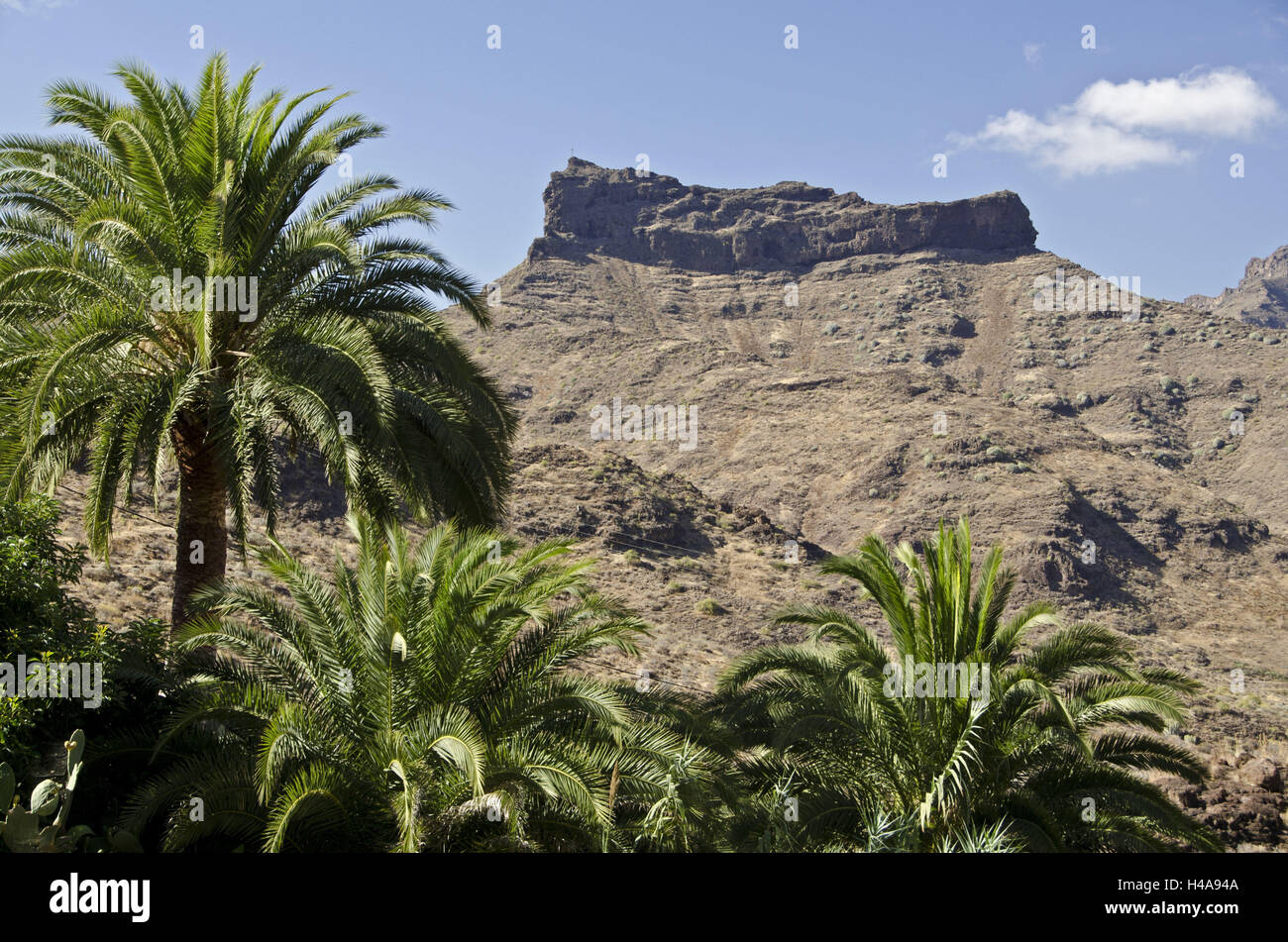 Spain, Canary island, grain Canaria, Barranco de Veneguera, mesa Fortaleza, palms, Stock Photo