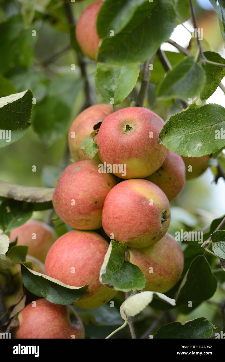 Cultural apples, Malus domestica, Pyrus malus, branch, hang, ripe Stock Photo Alamy