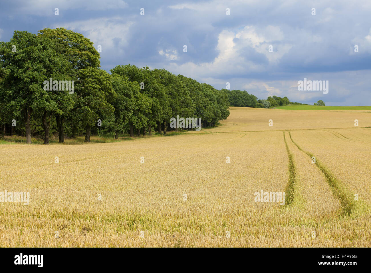 Germany, Weser mountainous country, lip, plateau abbey Marien's cathedral, wheat field, way, Stock Photo