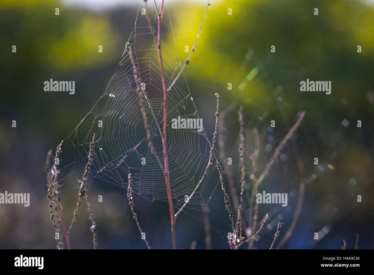 Spiderweb between autumn shrubs, Stock Photo