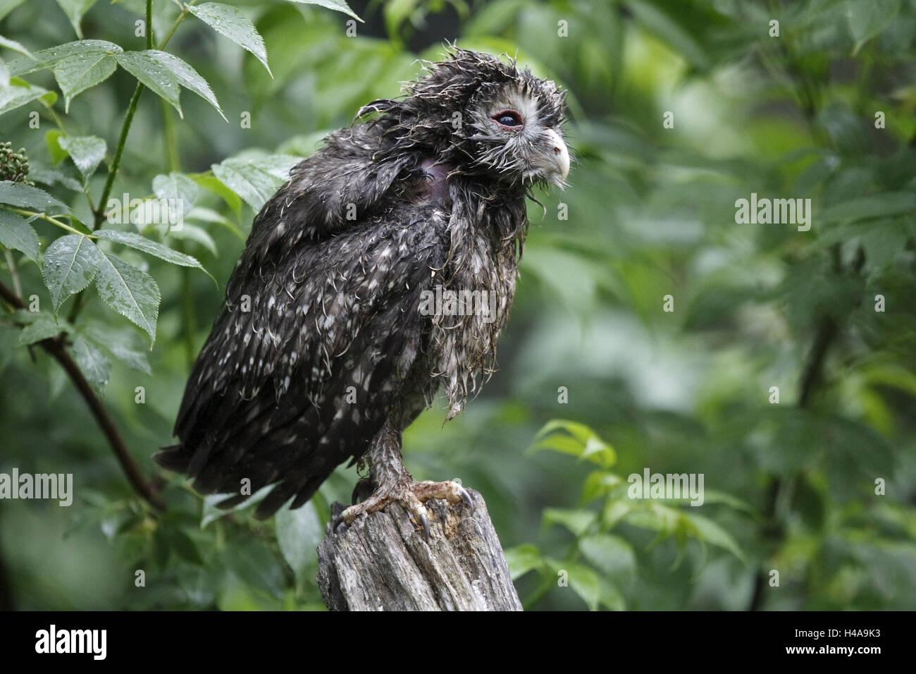Ural owl, Strix uralensis, young animal, Stock Photo