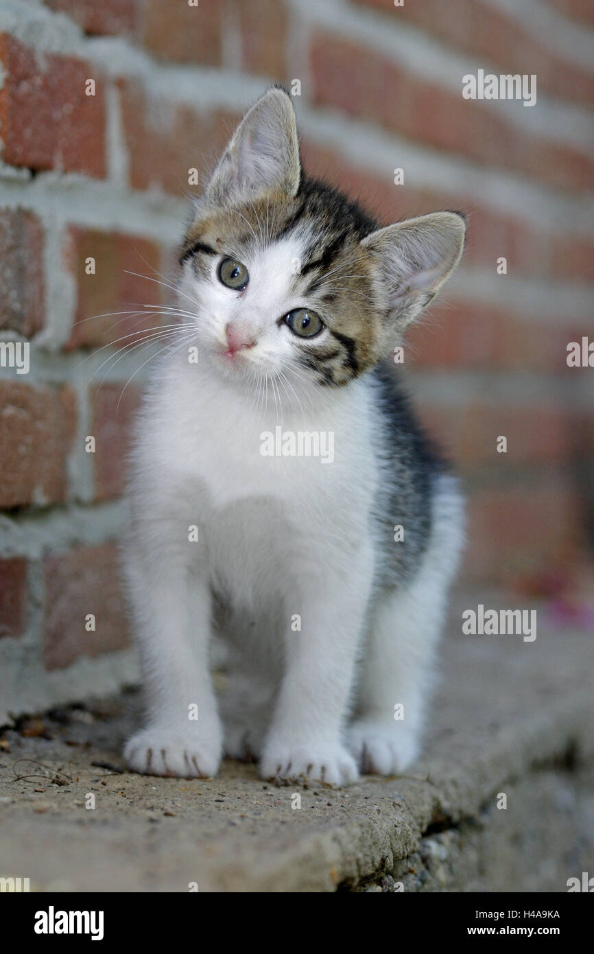 More poorly, house cat, young animal, carefully, animal, mammal, cat, pet, outside, animal child, kitten, striped, whole body, fur, softy, brick wall, neugierieg, discovery, observation, Stock Photo