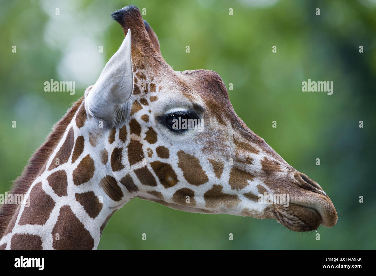 Network giraffe, Giraffa camelopardalis reticulata, tread, wild animal, animal, mammal, cloven-hoofed animal, long neck giraffe, giraffe, individually, fur, sample, animal portrait, zoo animal, zoo, captivity, Stock Photo