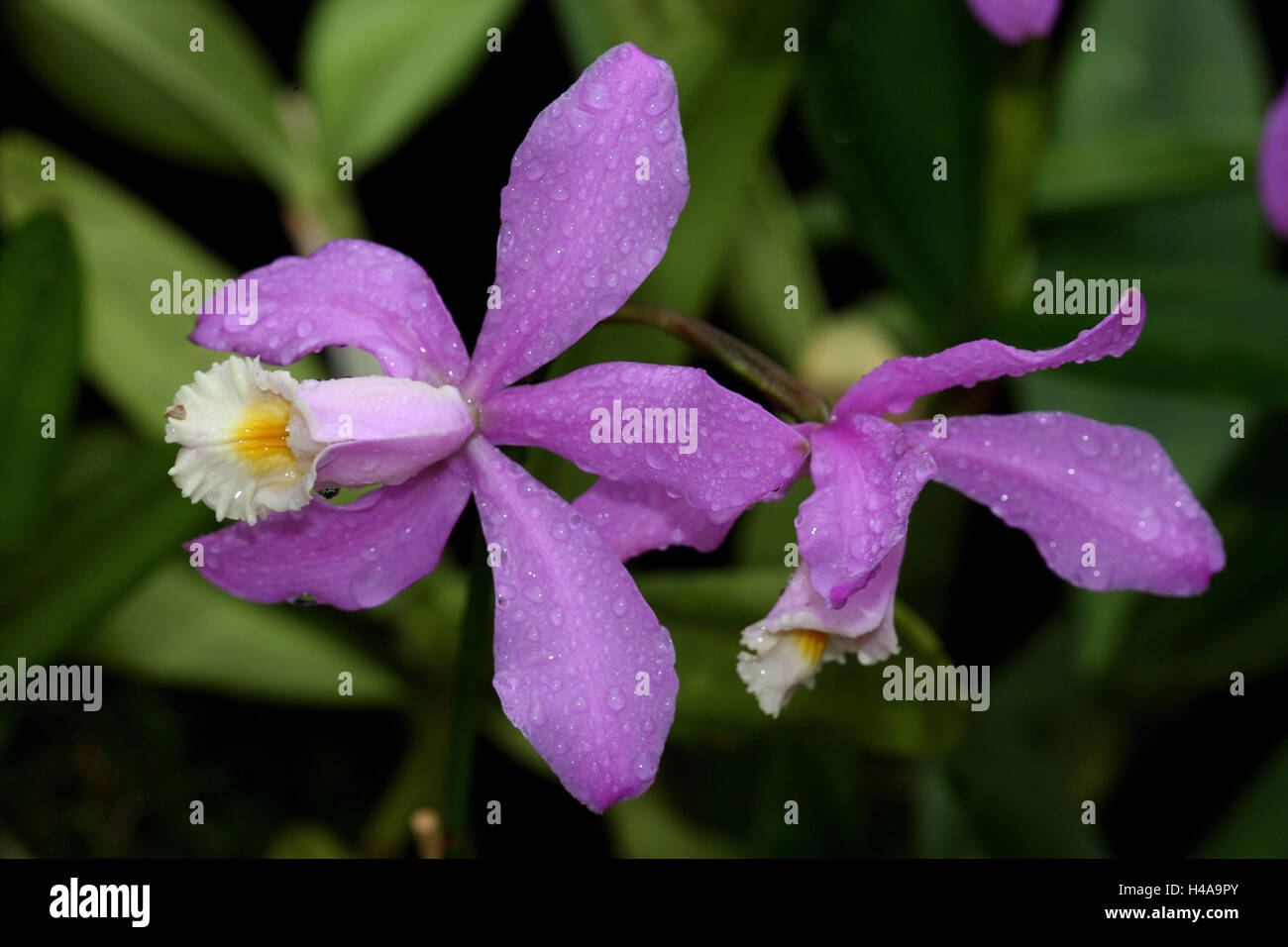 Orchid blossom, Cattleya lod., Stock Photo