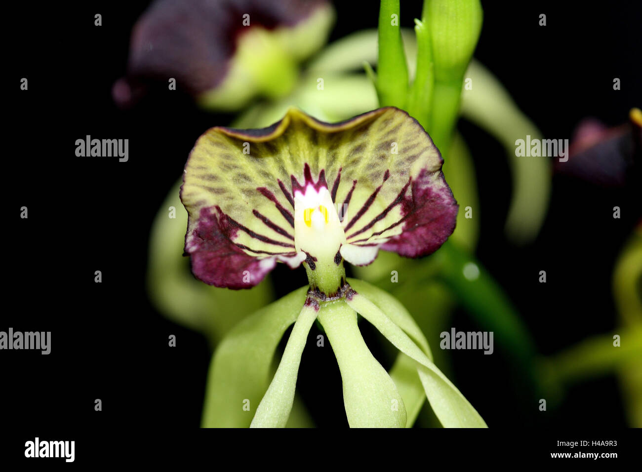 Orchid blossom, Encyclia cochleata, Stock Photo