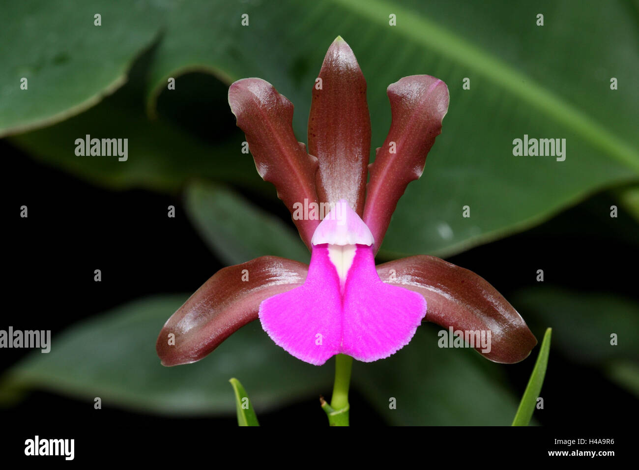 Orchid blossom, Cattleya bicolor Grossii, Stock Photo