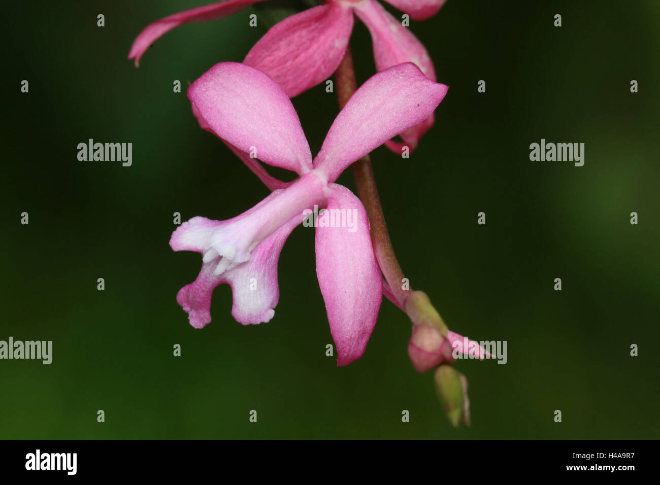 Orchid blossom, Cochlioda rosea, Stock Photo