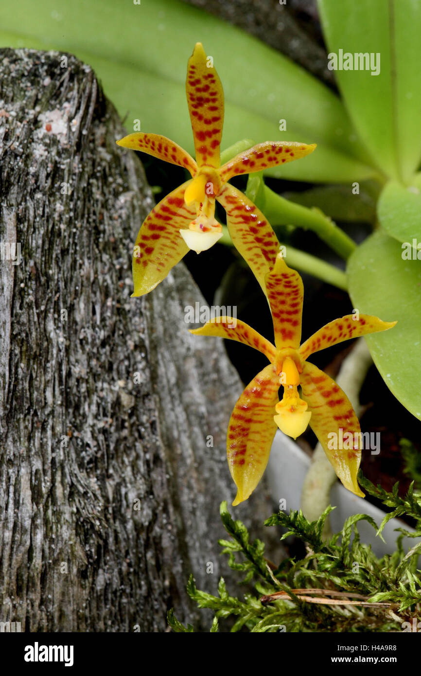 Orchid blossom, Phalaenopsis cornu-cervi, Stock Photo