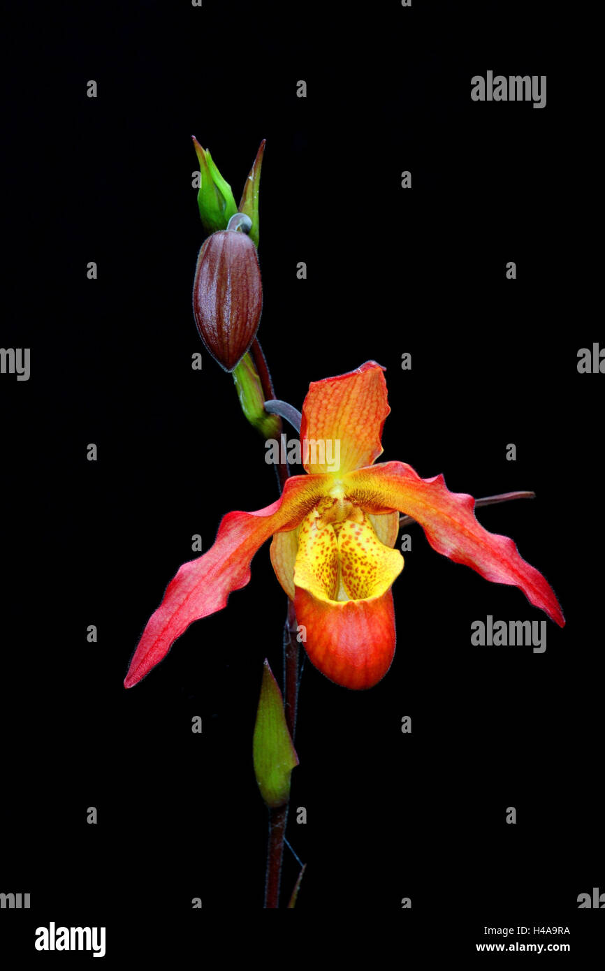 Orchid blossom, Phragmipedium' Living Fire', Stock Photo