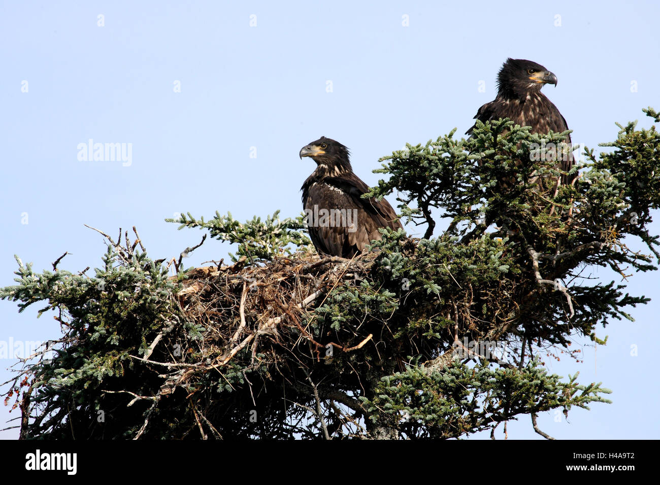 White head lake eagle, young birds, tree, nest, Stock Photo