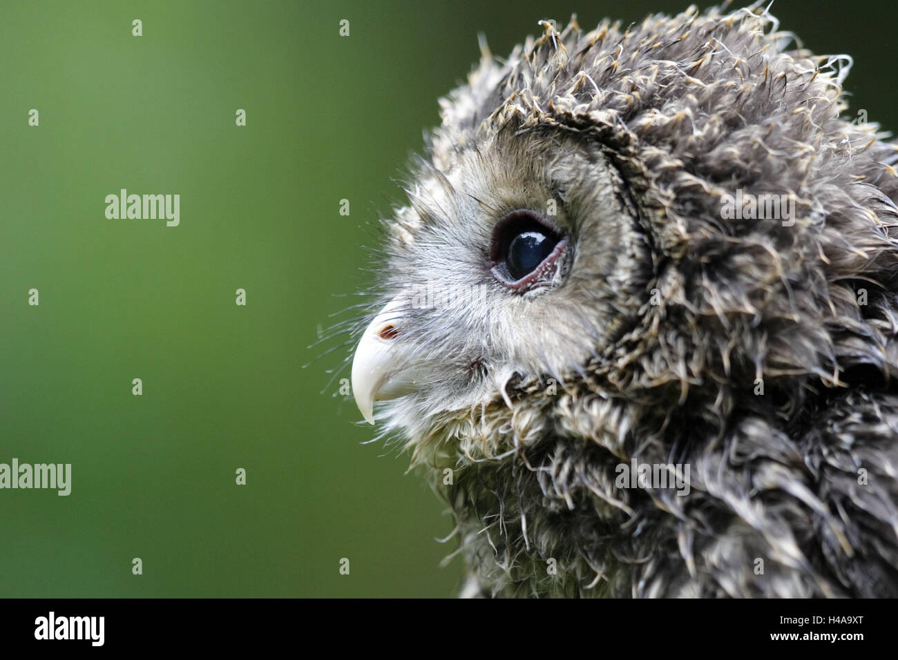 Ural owl, Strix uralensis, young animal, Stock Photo