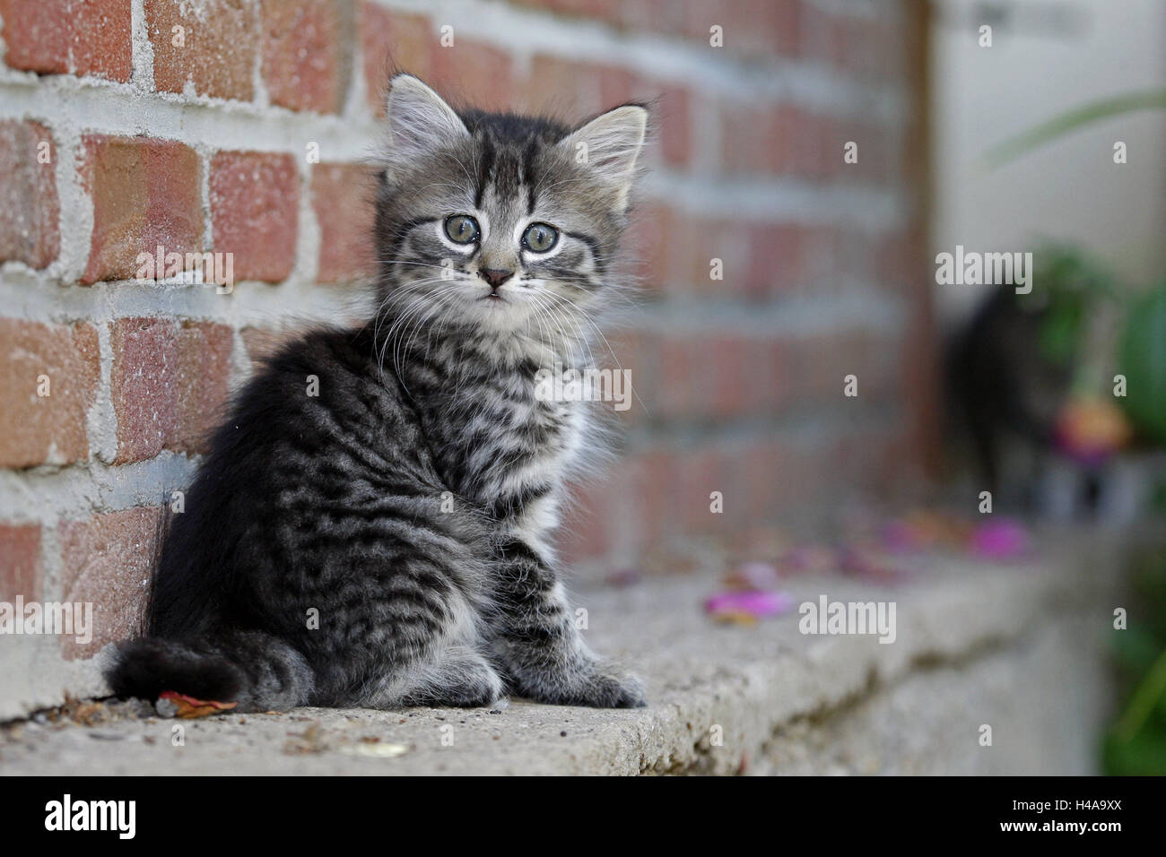 More poorly, house cat, young animal, sit, side view, animal, mammal, cat, pet, outside, animal child, kitten, striped, whole body, fur, softy, carefully, startled, brick wall, Stock Photo
