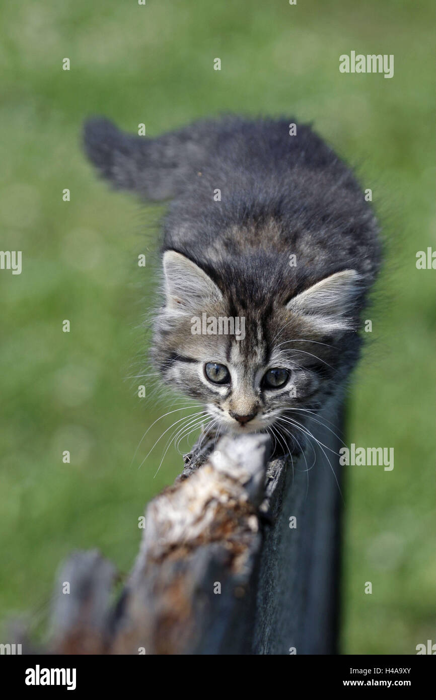Fence, house cat, young animal, carefully, balance, Stock Photo