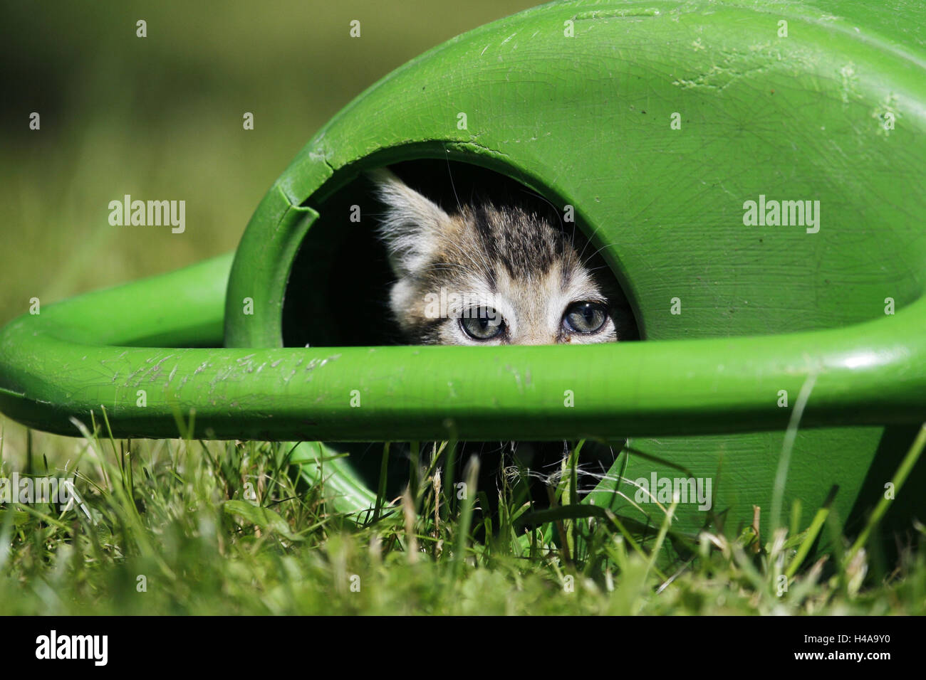 Meadow, watering can, house cat, young animal, hides, look out, animal