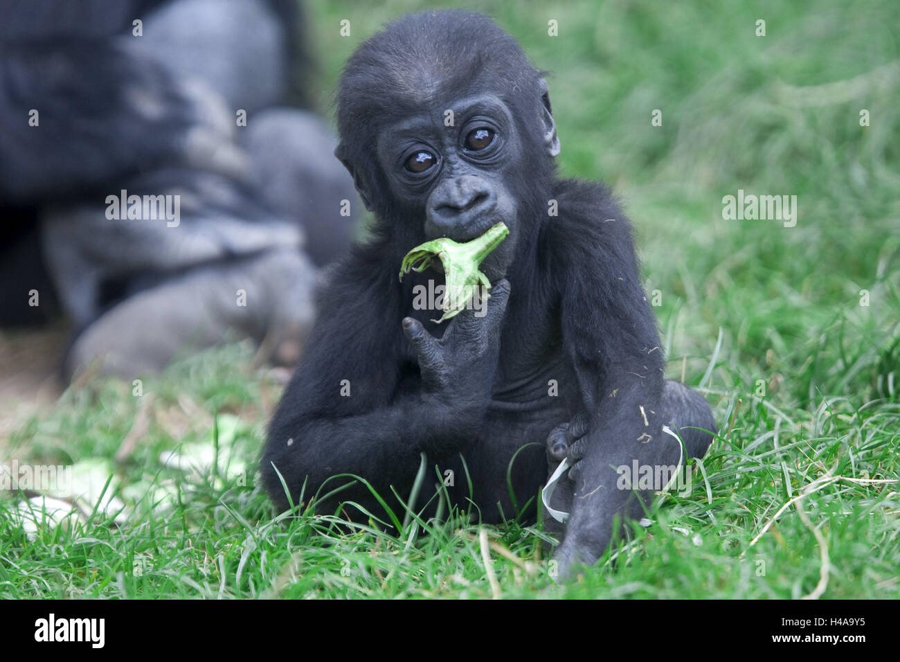 Plain gorilla, gorilla gorilla gorilla, young animal, plant part, eat