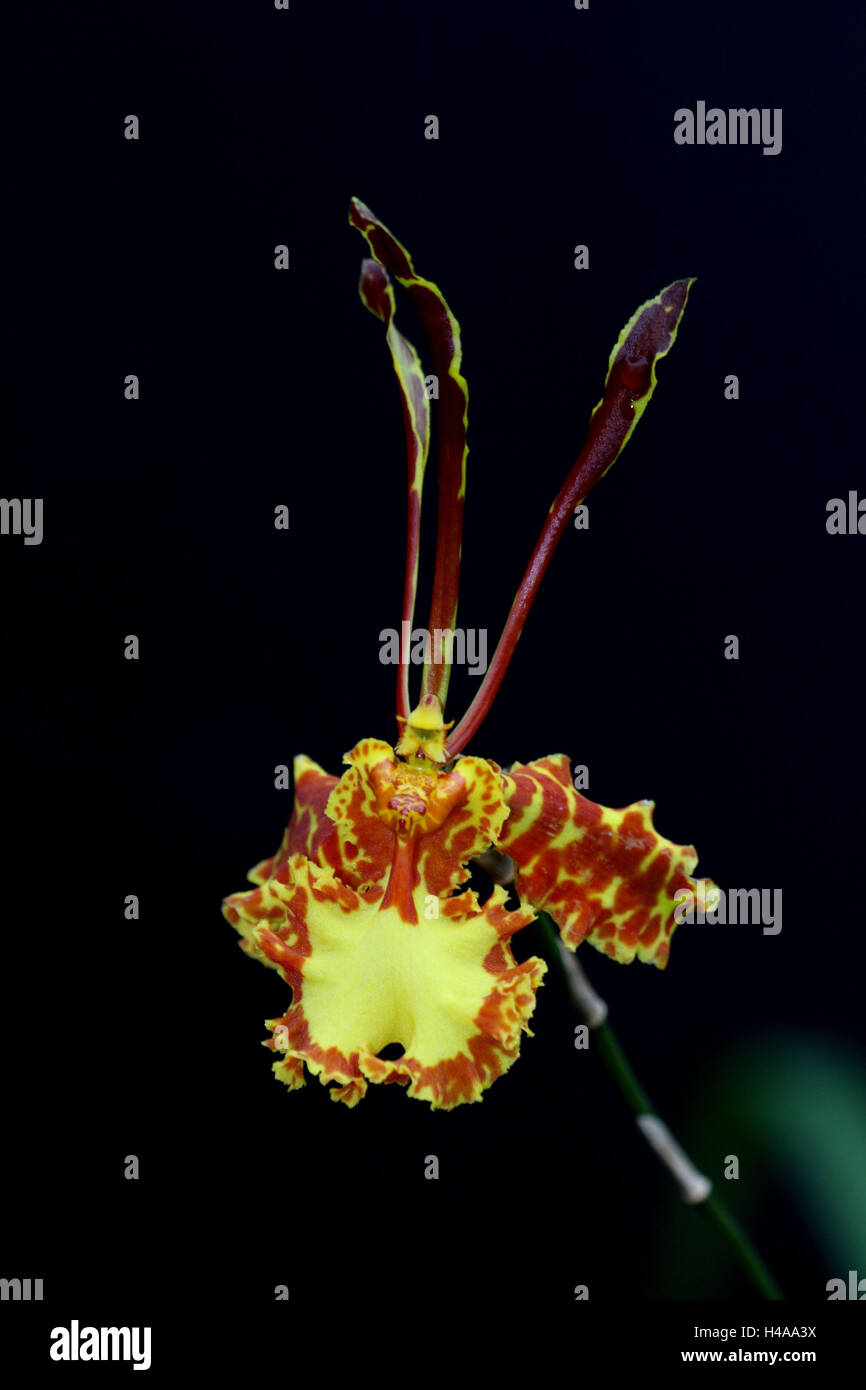 Orchid blossom, Psychopsis kahlii, Stock Photo