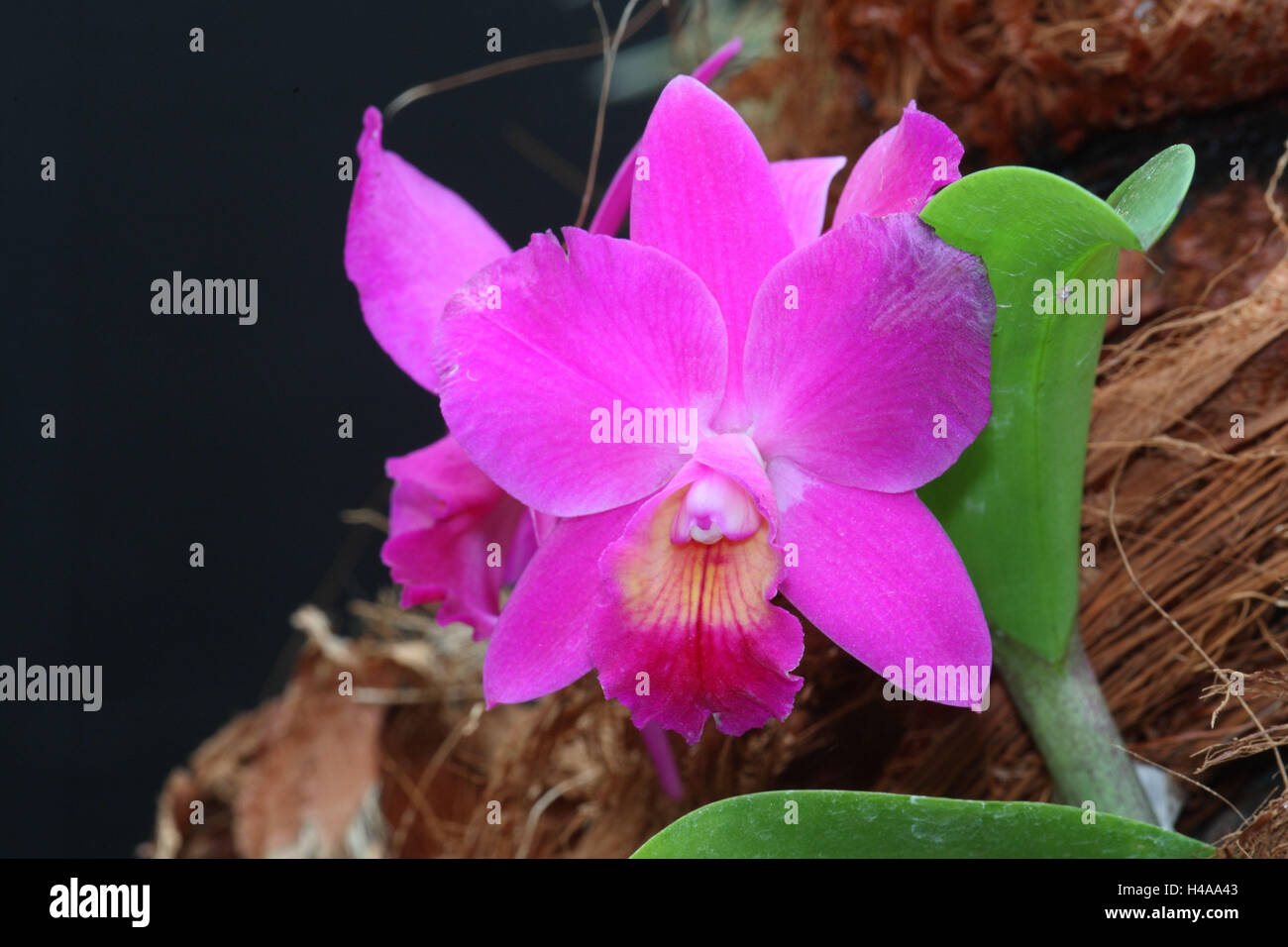 Orchid blossom, Laeliocattleya, Stock Photo