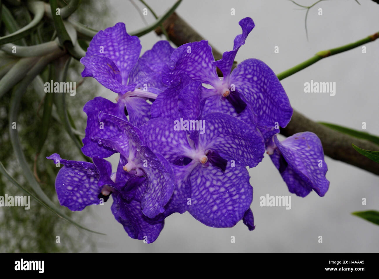Orchid blossom, Vanda Hybrid, Stock Photo