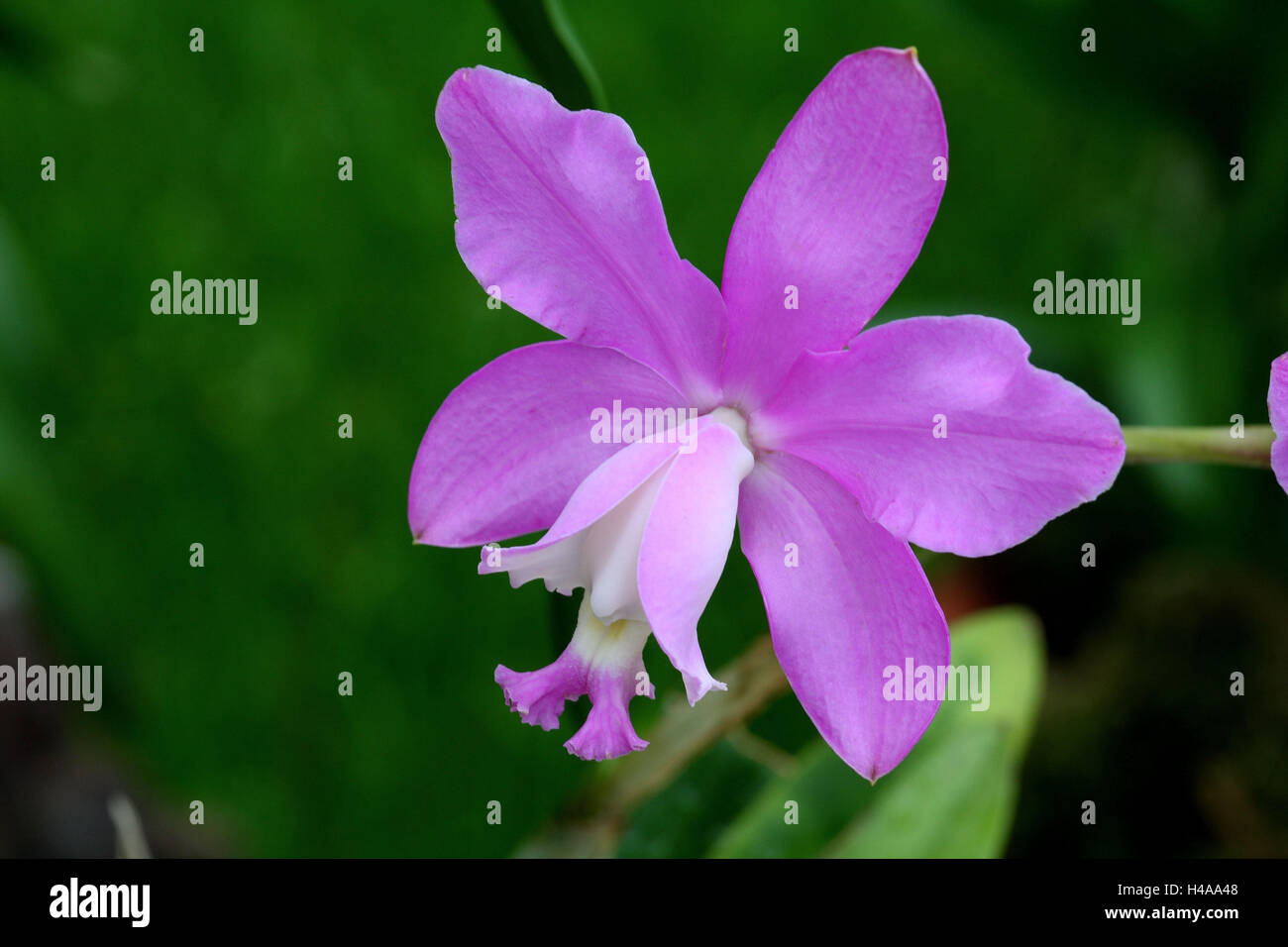 Orchid blossom, Cattleya lod., Stock Photo