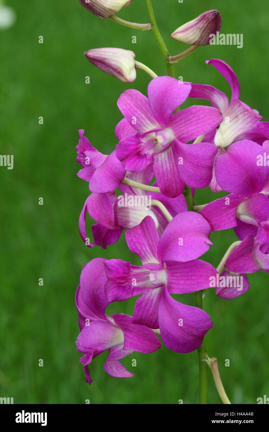Orchid blossom, Cattleya Hybrid, Stock Photo