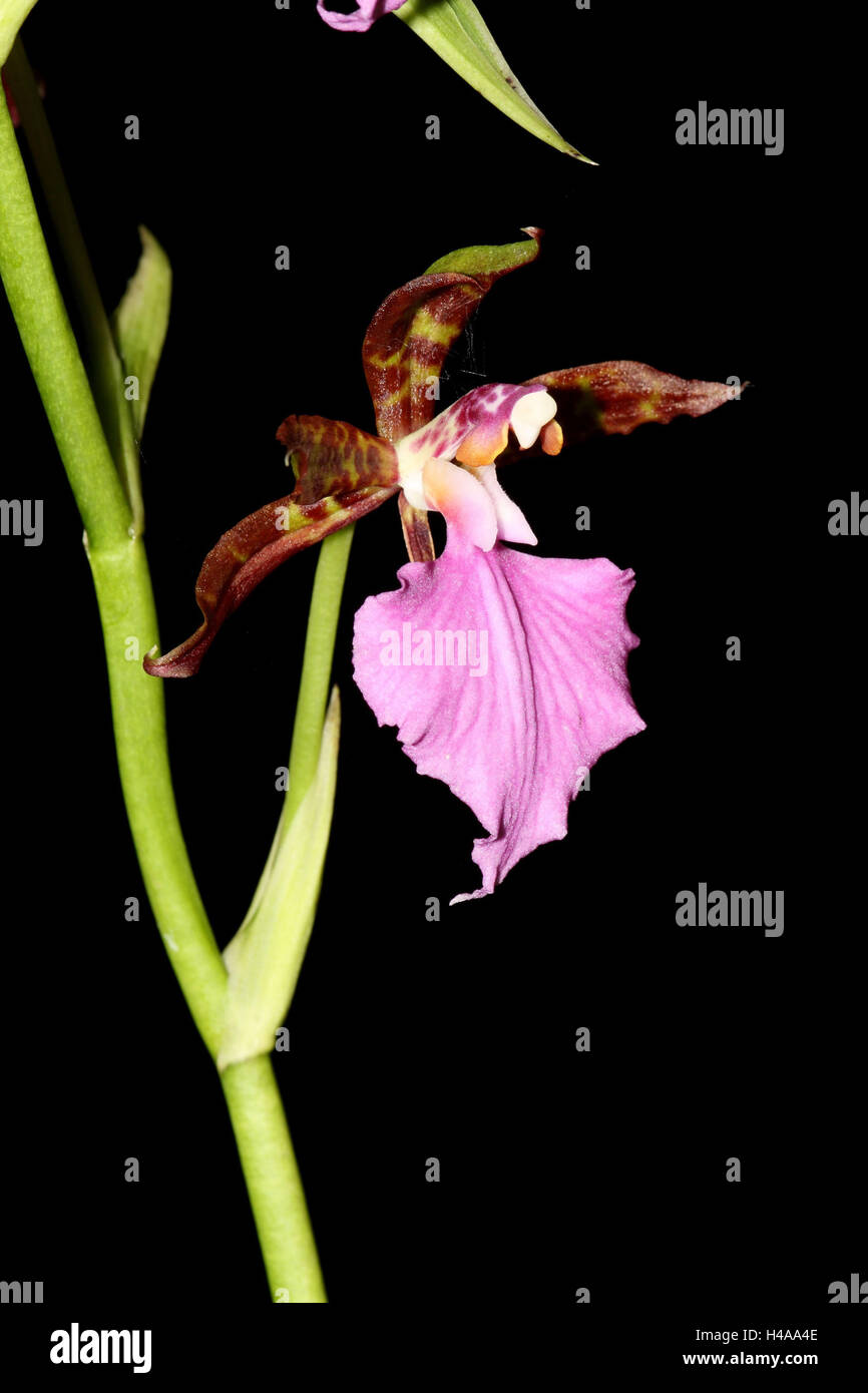 Orchid blossom, Odontoglossum biconiense, Stock Photo