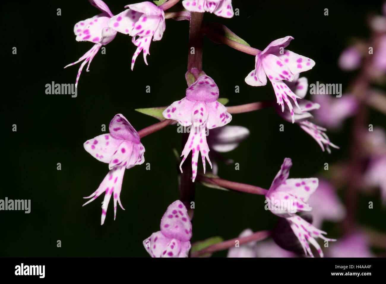 Orchid blossom, Stenoglottis longifolia, Stock Photo