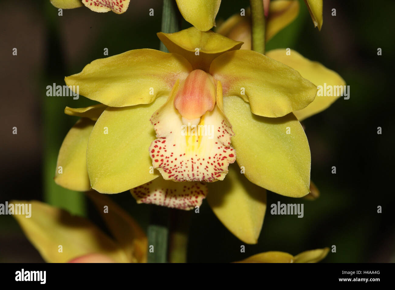 Orchid blossom, Cymbidium Hybrid, Stock Photo