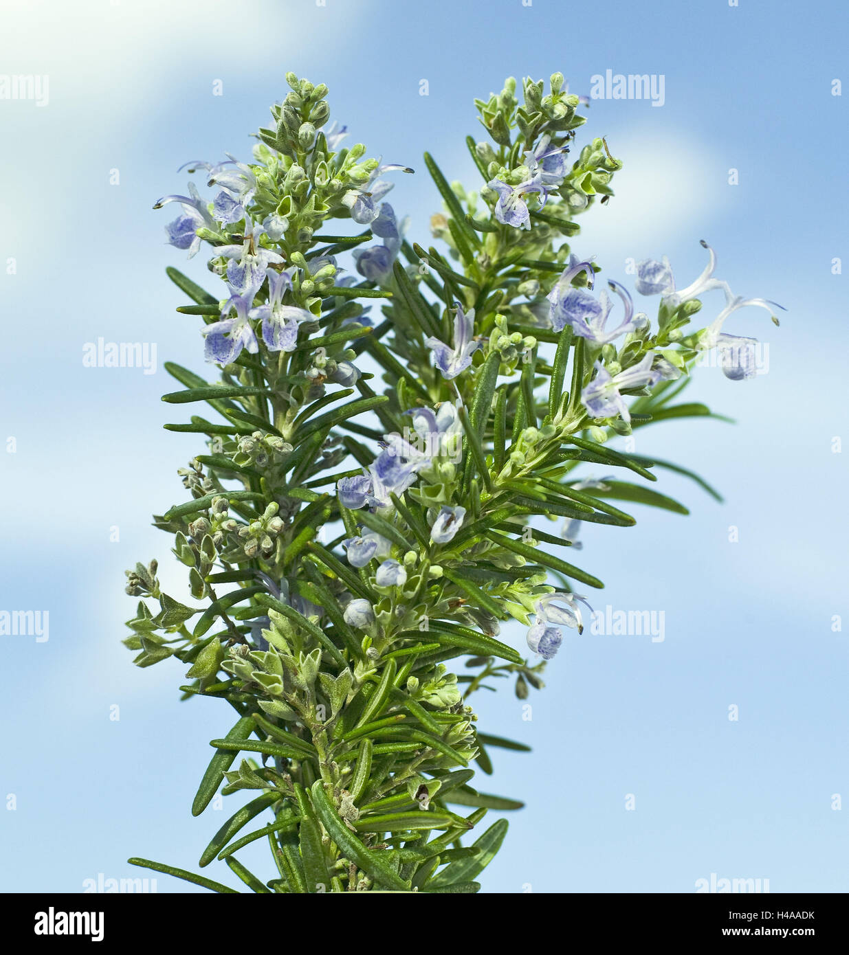Rosemary, Rosmarinus officinalis, mint family, Mediterranean area, blossoming, bundled up, evergreen, Stock Photo