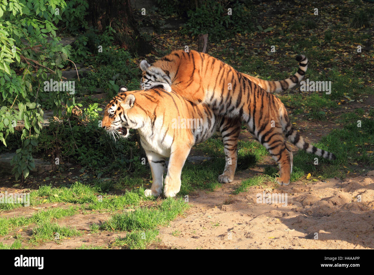 Siberian tigers play, Stock Photo
