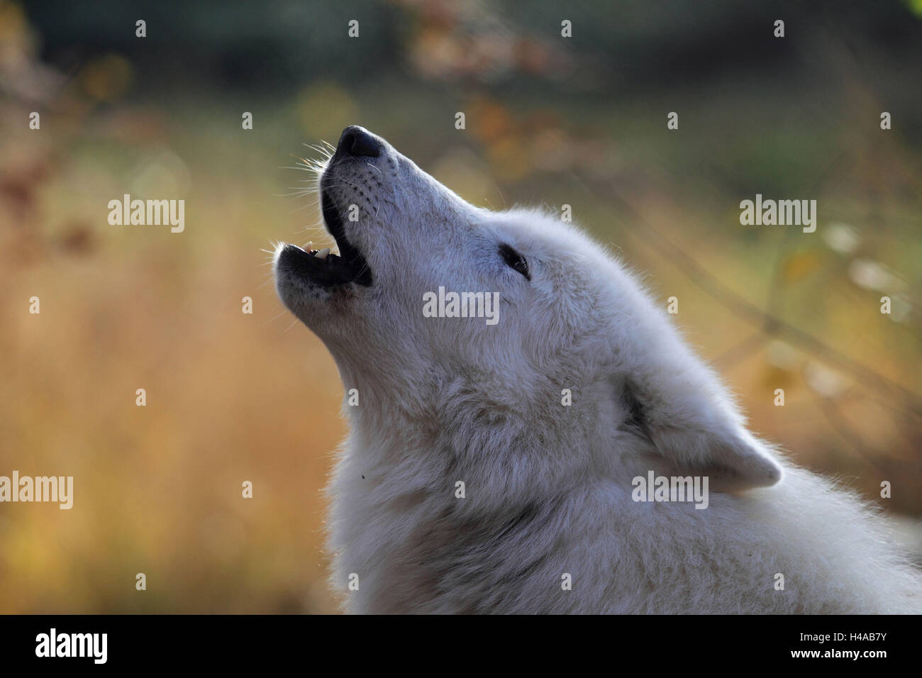 Howling wolf hi-res stock photography and images - Page 3 - Alamy