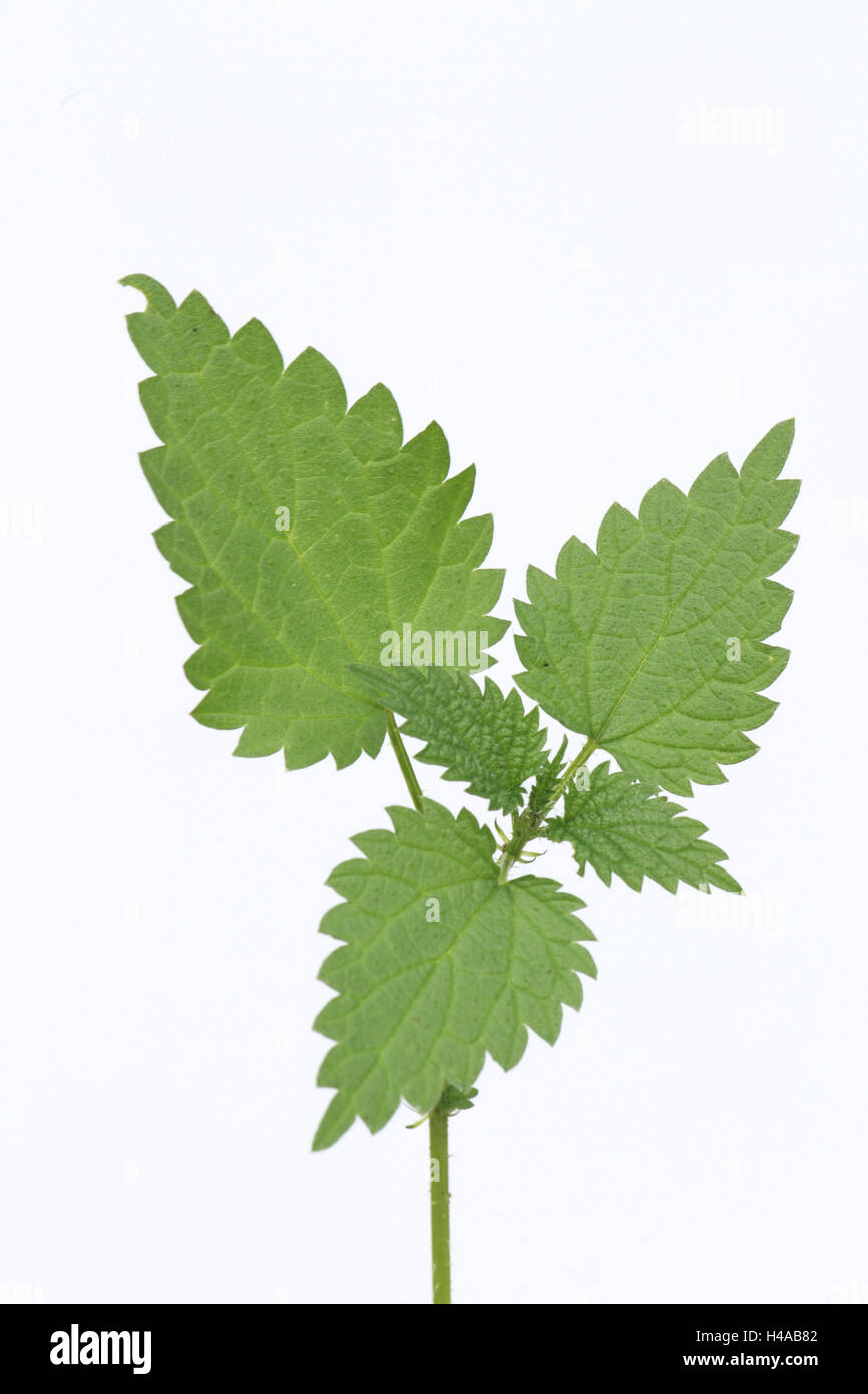 Small stinging nettle, leaves, cut outs, Stock Photo