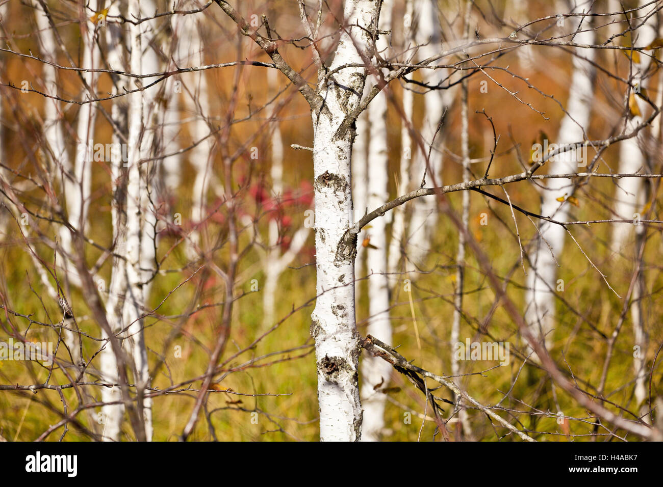 Birch Trees Close Up High Resolution Stock Photography and Images - Alamy