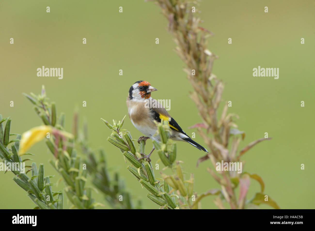 Goldfinch, Carduelis carduelis, fork, sit, at the side, Stock Photo