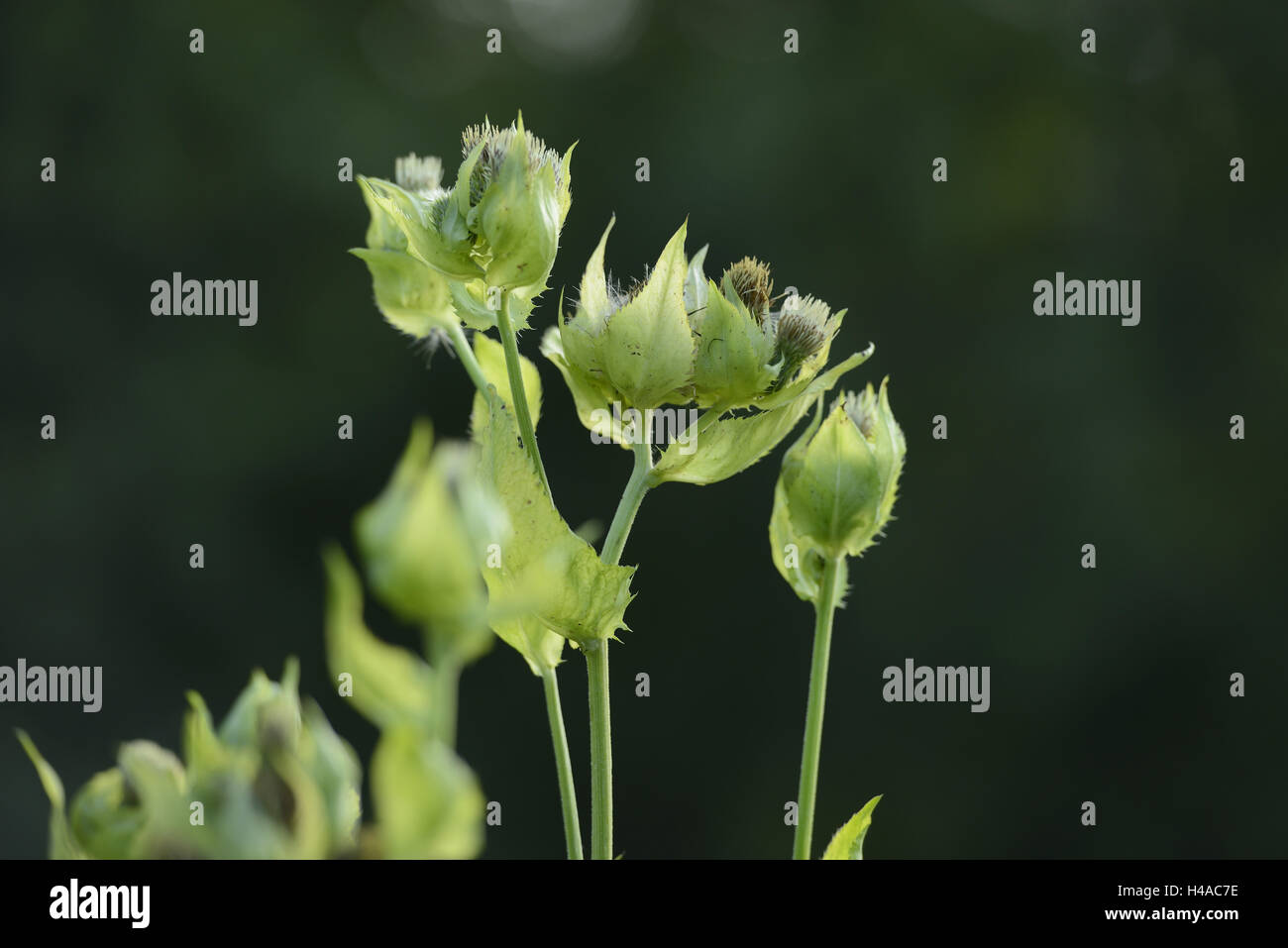Kohl-Kratzdistel, Cirsium oleraceum, blossoms, medium close-up, Stock Photo