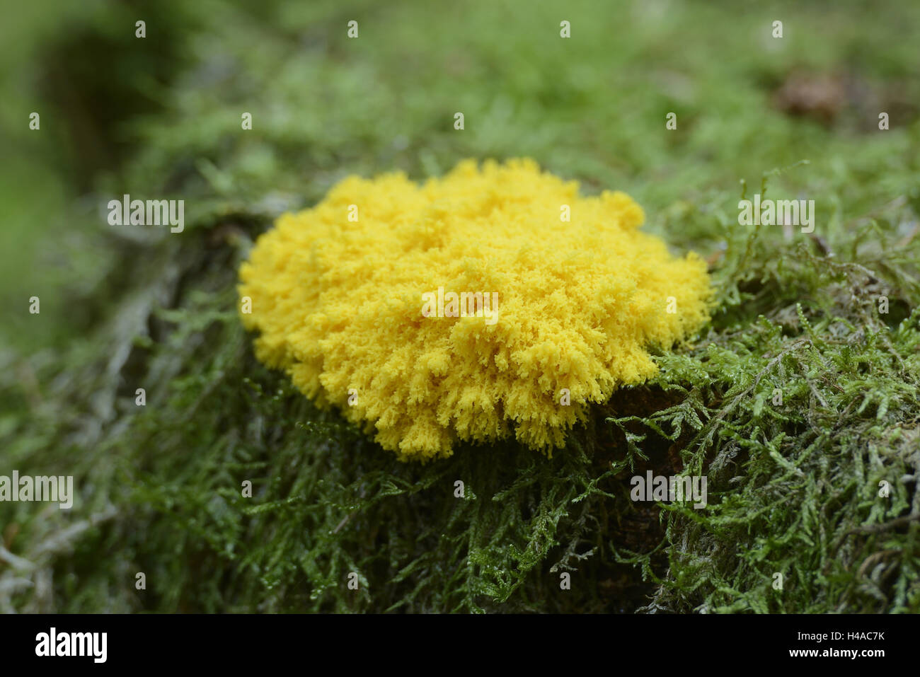 Yellow Lohblüte, Fuligo septica, moss, forest floor, medium close-up, Stock Photo