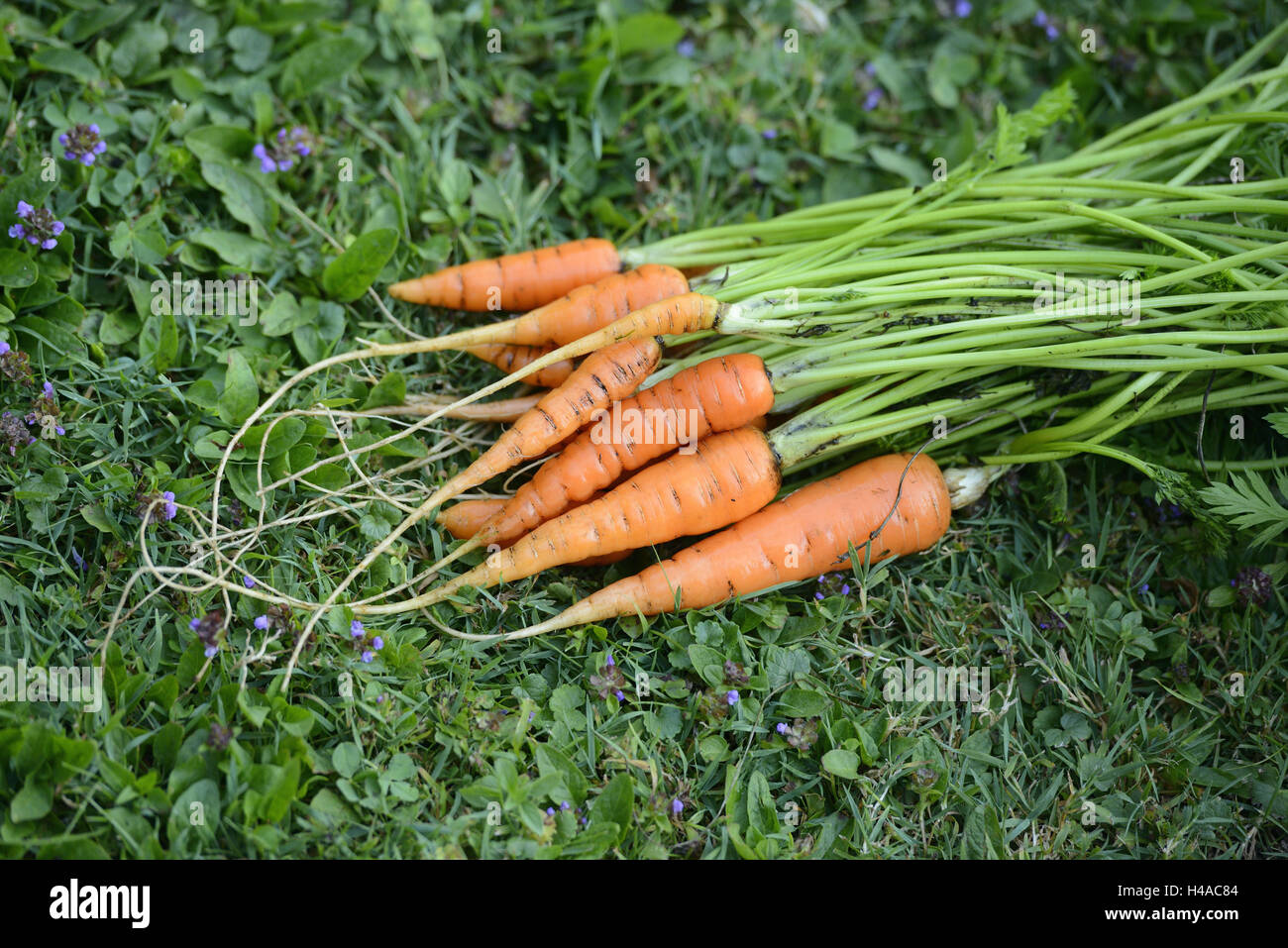 Carrots, Daucus carota subsp. sativus, allotment garden, harvest, Stock Photo