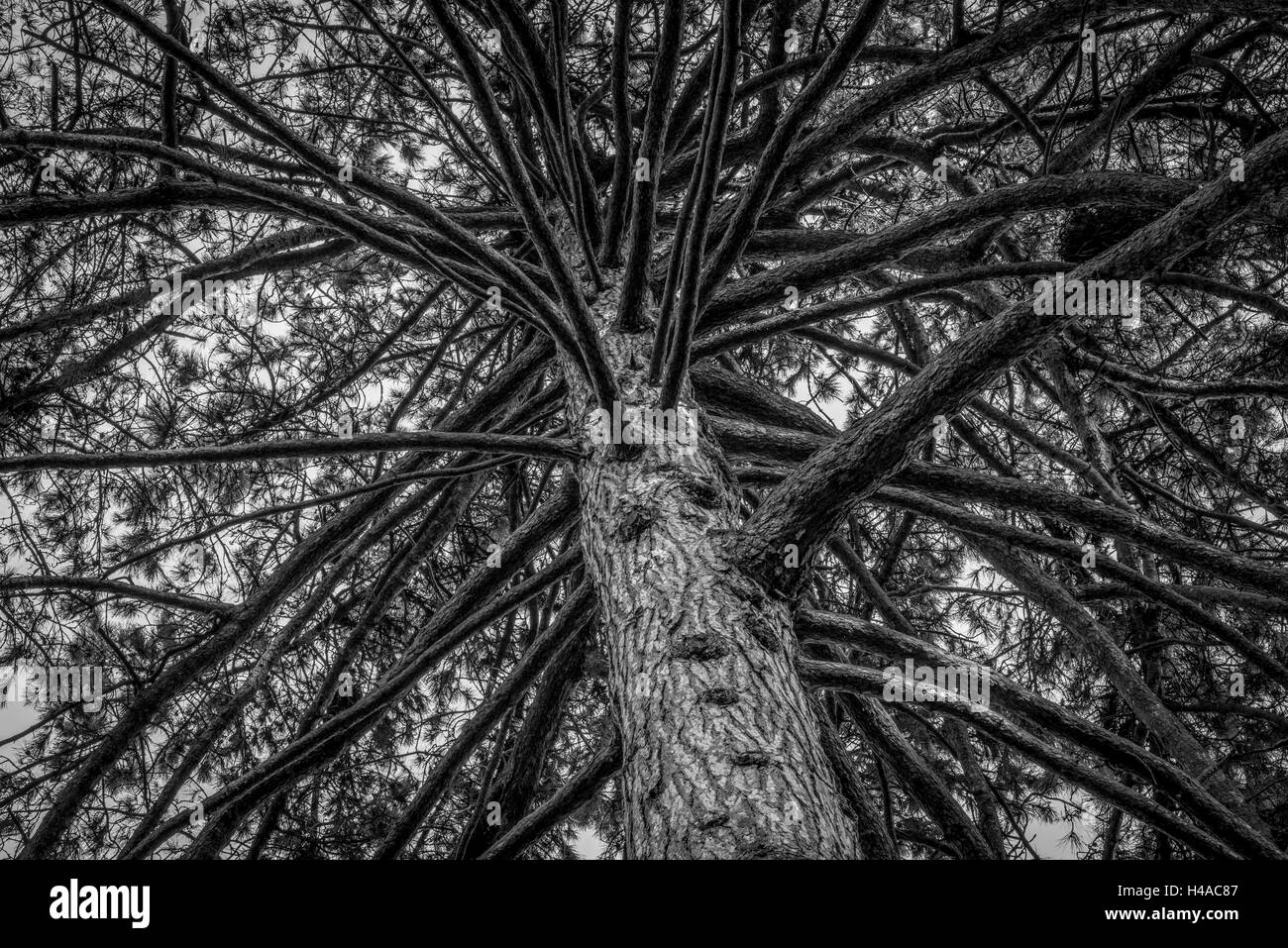 Pine tree branches Stock Photo