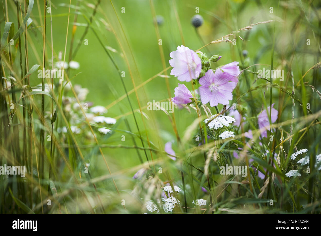 Meadow, grass, musk mallow, Stock Photo