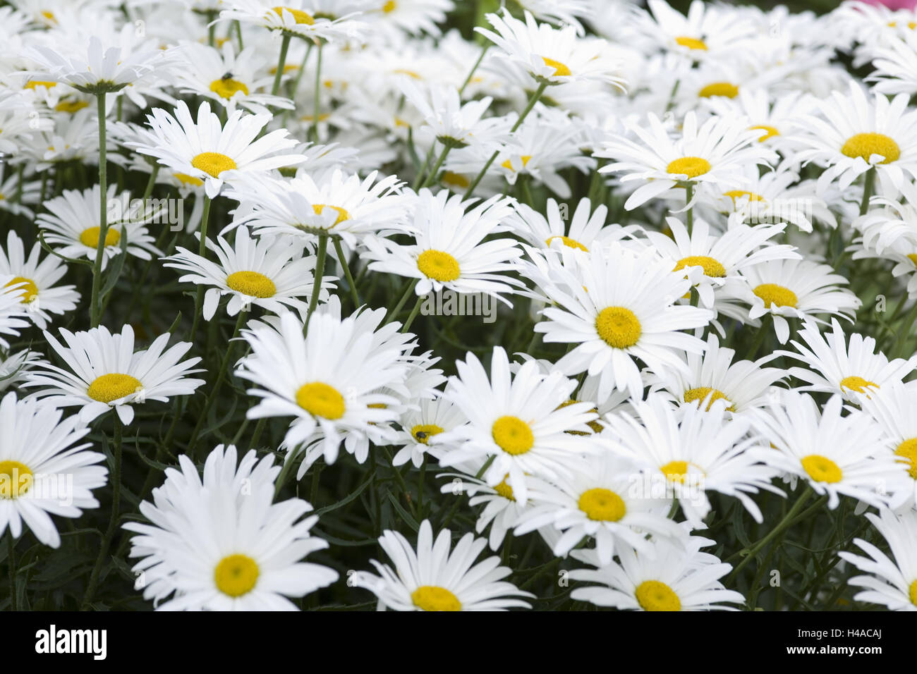 Margin rite meadow, blossoms, medium close-up, Stock Photo