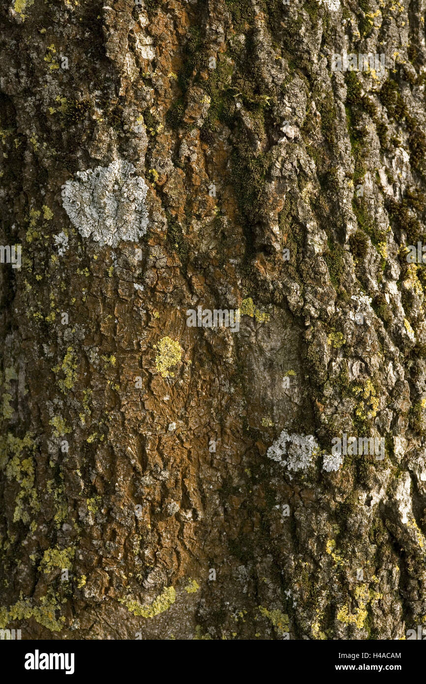Trunk with lichens hi-res stock photography and images - Alamy