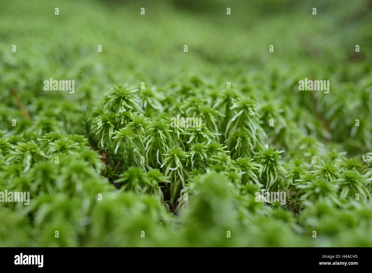 Flat-topped bogmoss, Sphagnum fallax, close up, Stock Photo