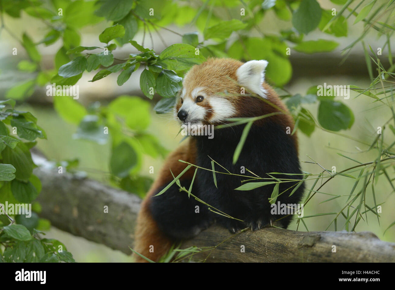 Small panda, Ailurus fulgens, sit, eat head-on, view camera, Stock Photo