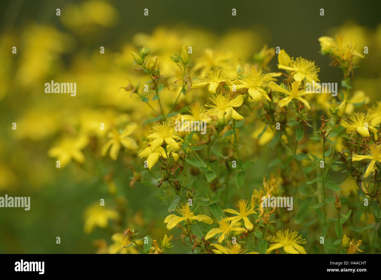 Real Johanniskraut, Hypericum perforatum, blossom, Stock Photo