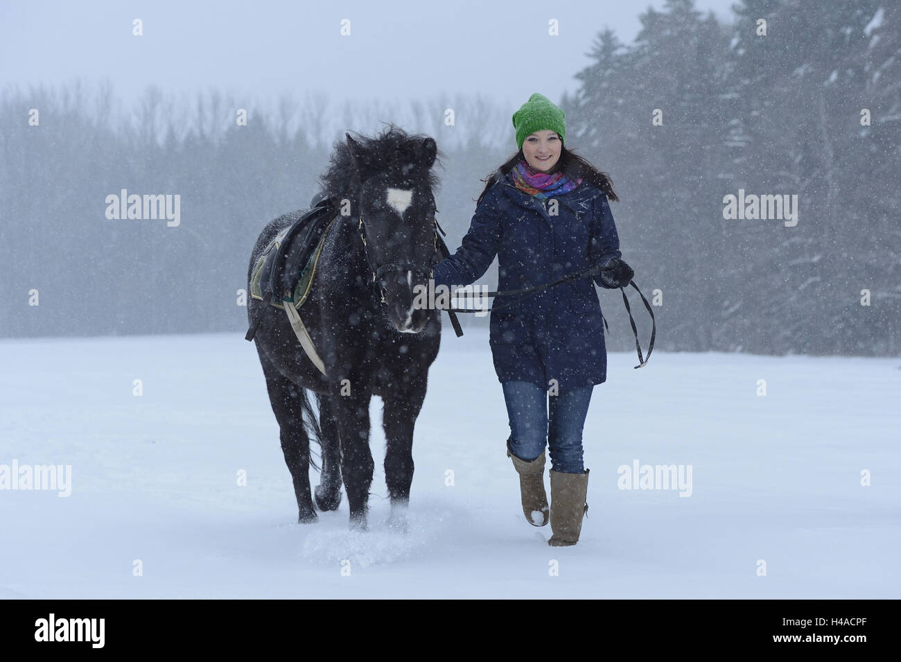 Young woman, horse, Arabo-Haflinger, lead, head-on, view camera, Stock Photo