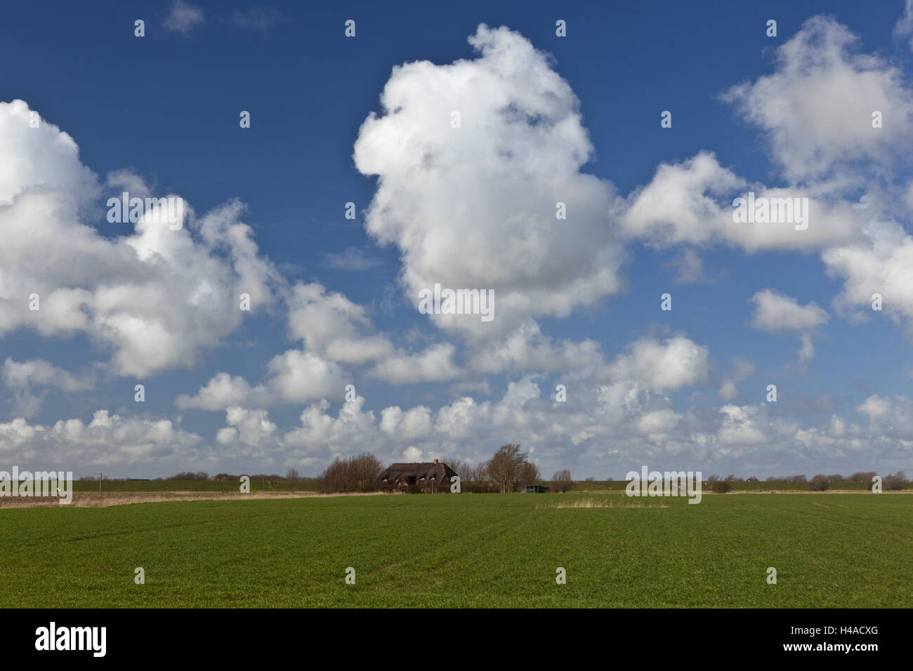 Germany, Schleswig - Holstein, field scenery and house with Vollerwiek, peninsula Eiderstedt, Stock Photo