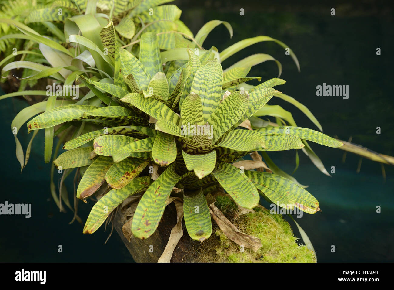 Blazing sword, Vriesea splendens, plant, whole view, Stock Photo